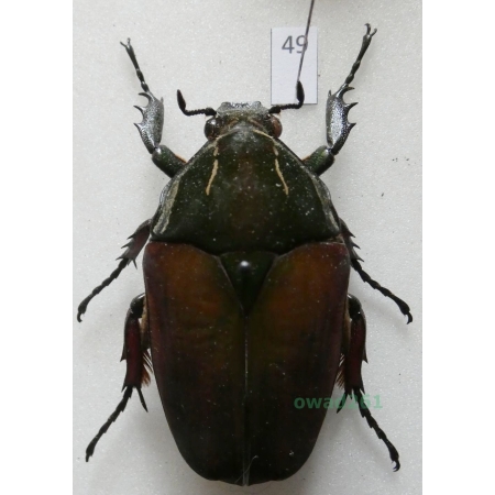 Mecynorhina ugandensis (Moser, 1907) female ex. ovo Cameroon49